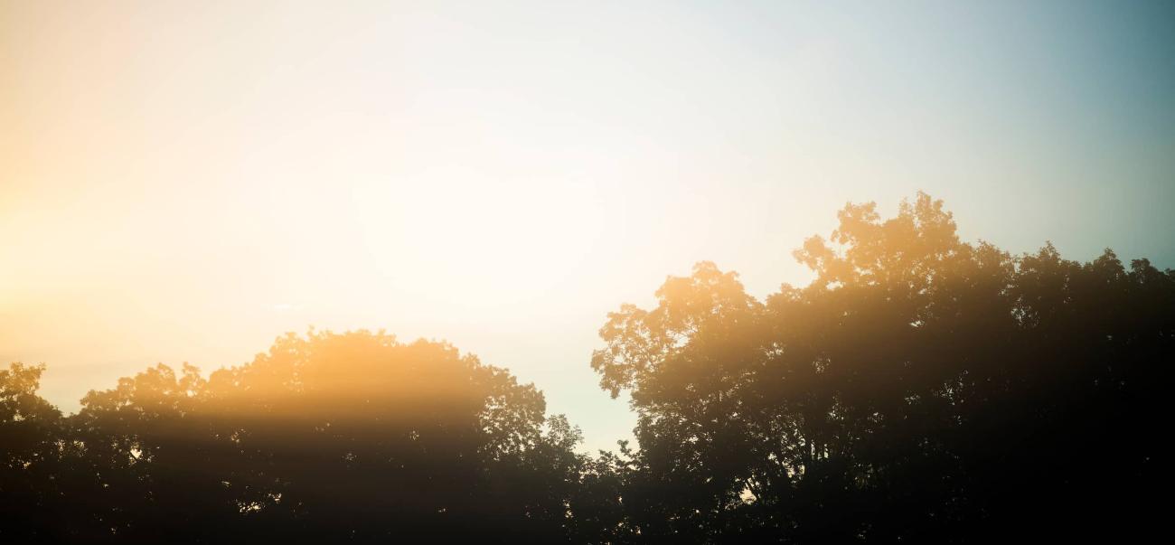 Silhouette of trees during sunset