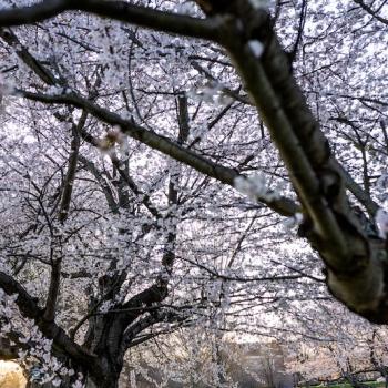 the sun setting behind cherry blossom trees