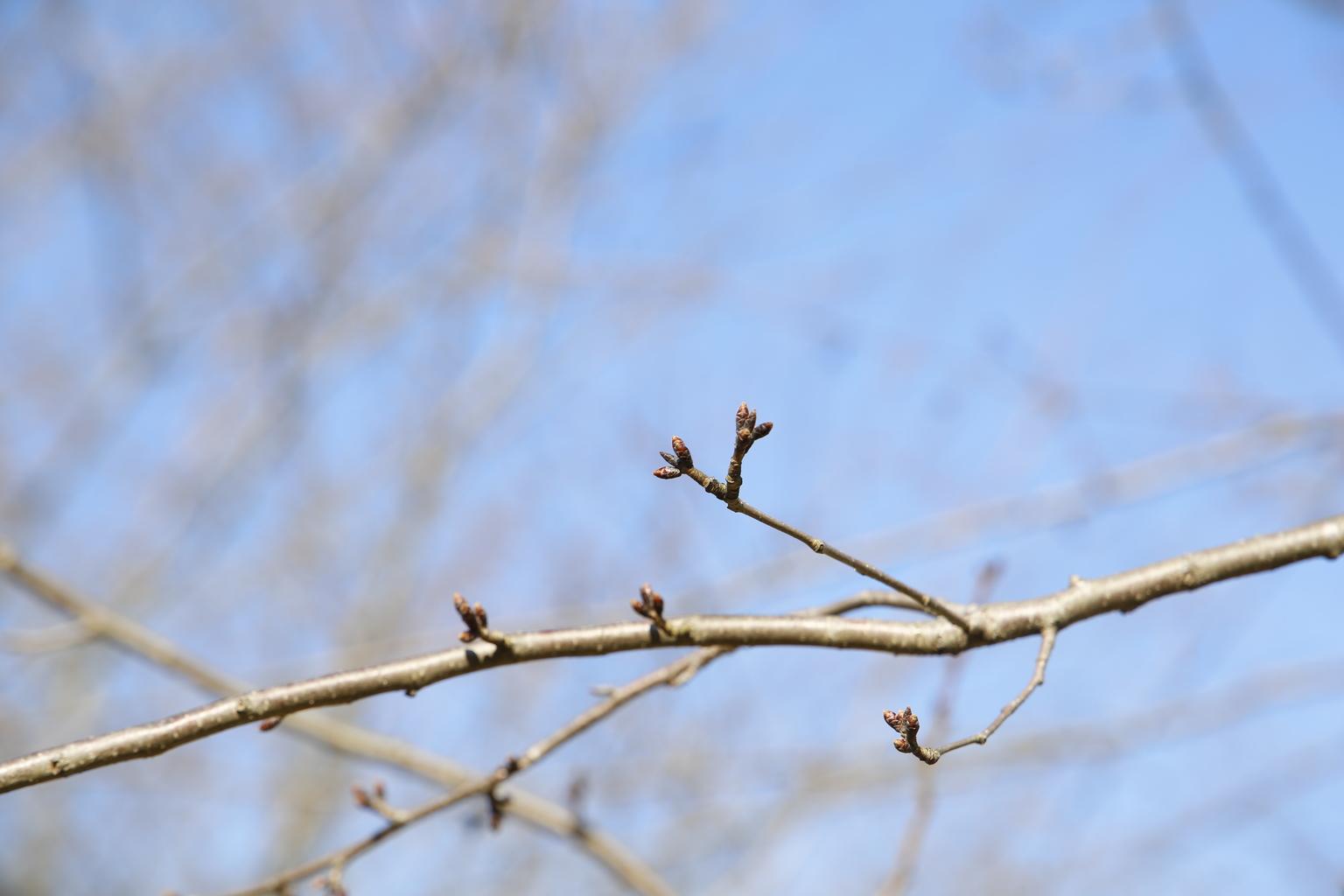 Cherry Blossom Buds
