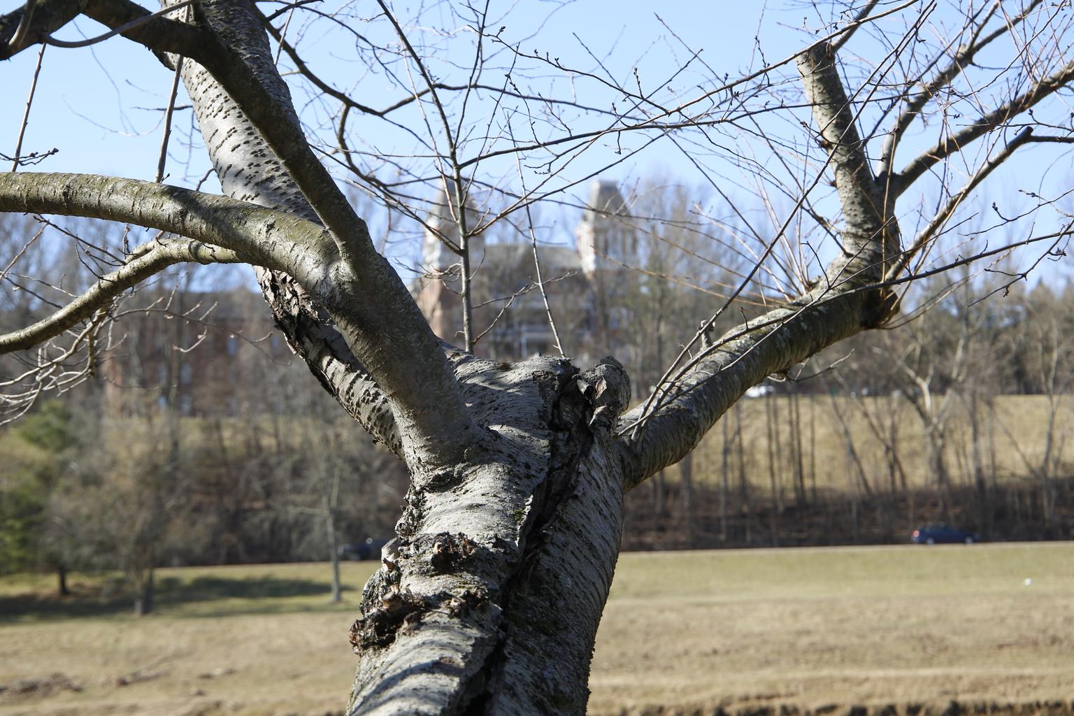 Cherry Tree March 11, 2025