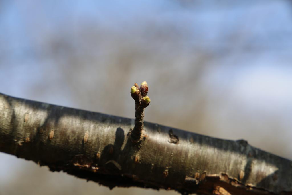 Cherry Blossom, March 14, 2025