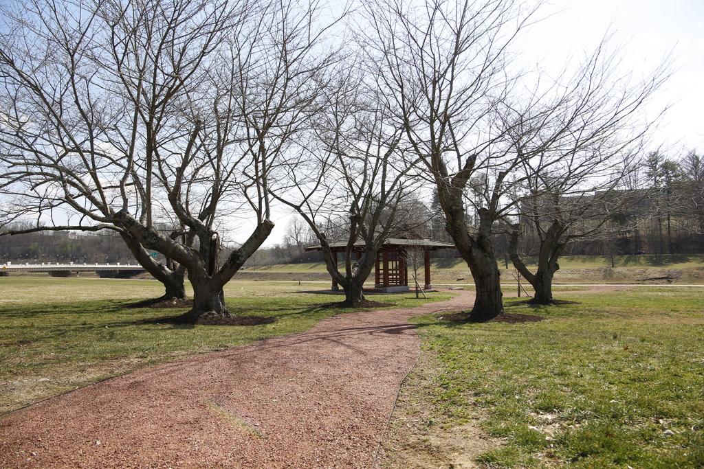 Cherry Trees along the path to the Friendship Pavilion