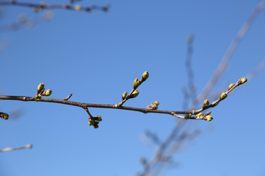 Cherry Blossom Bud, March 17, 2025
