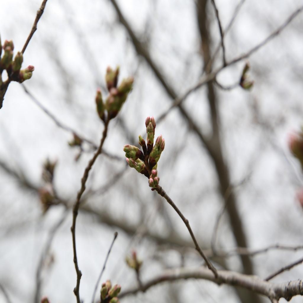 Cherry Bud March 22, 2025