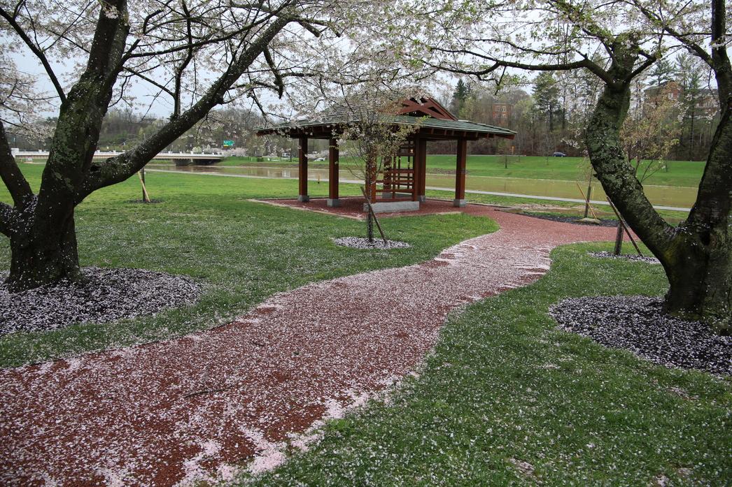 4_4_2025 Blossom Path