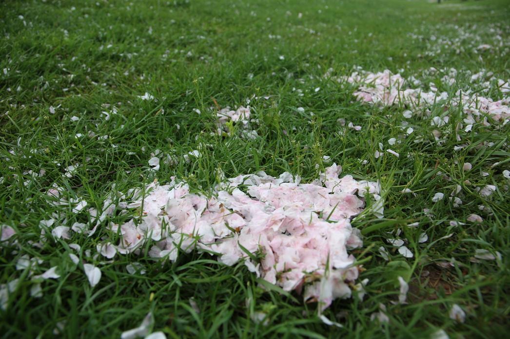 4_4_2025 Blossom Pile