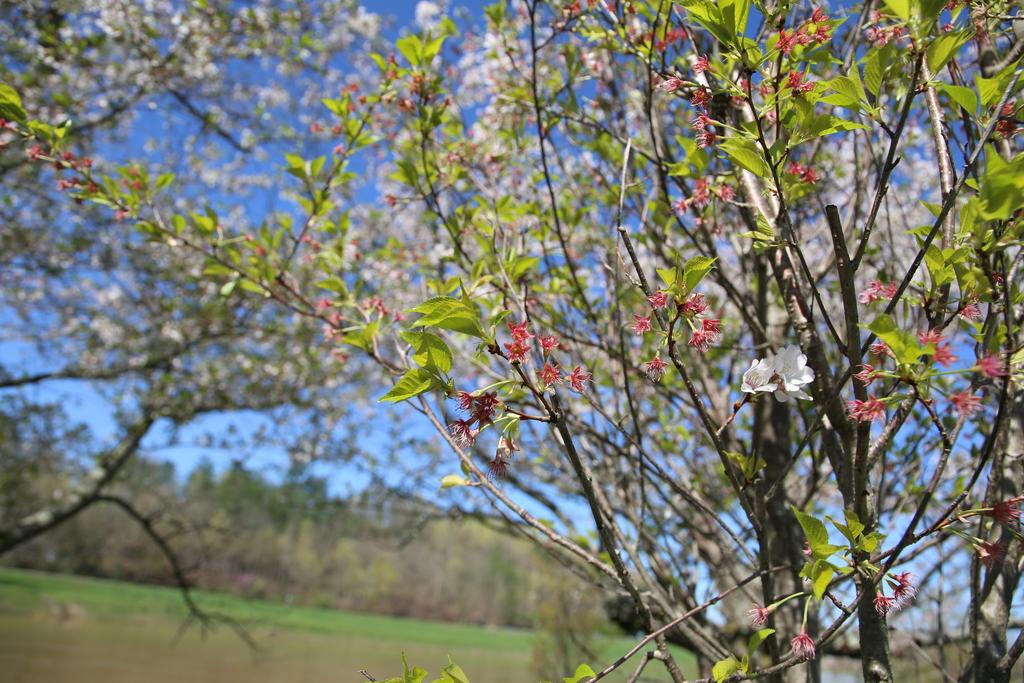4_8_2025 Greening tree