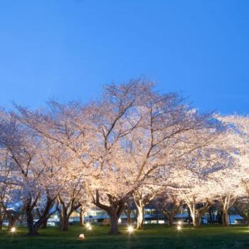 Ohio University - Cherry Blossoms