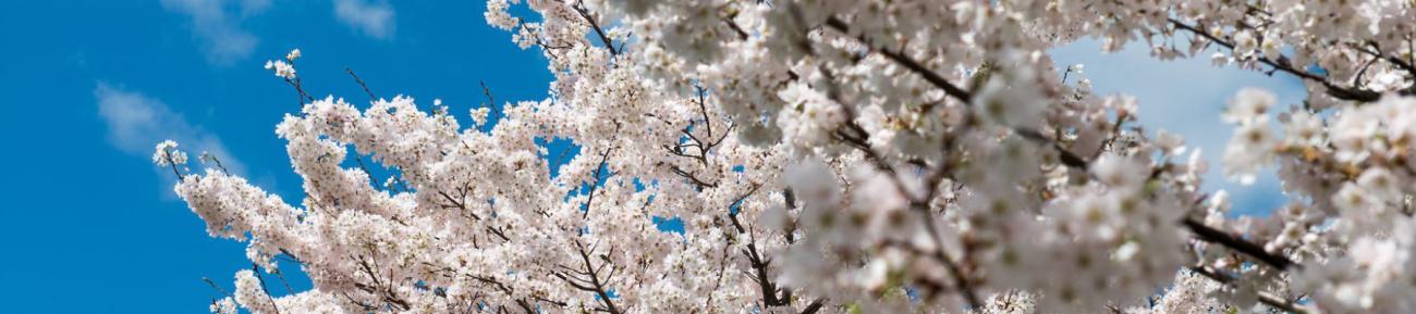 cherry blossoms against a background of the sky.